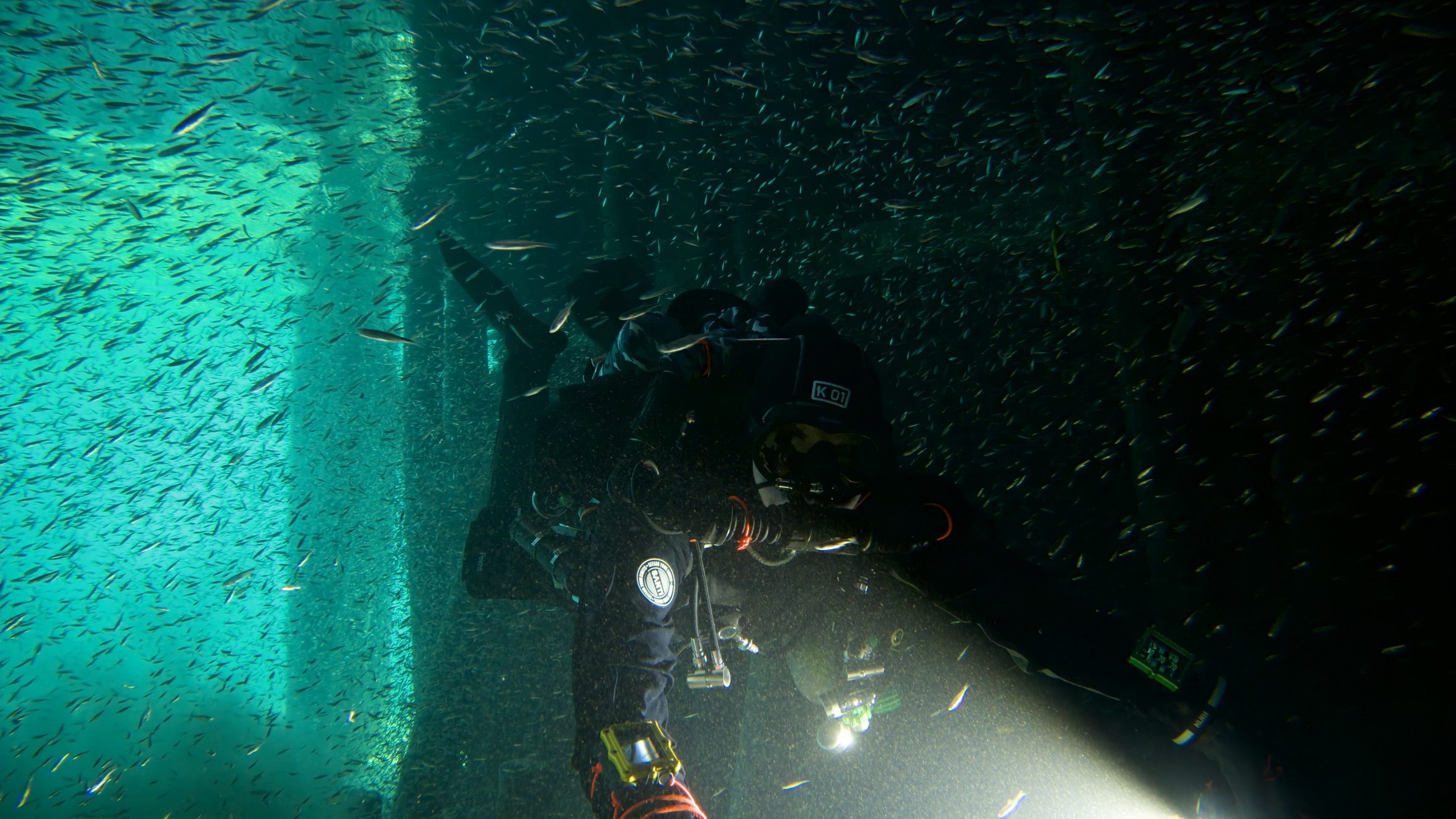 Taucher inmitten eines dichten Fischschwarms im Gegenlicht